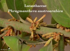 Phragmanthera austroarabica