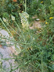 Reseda alba
