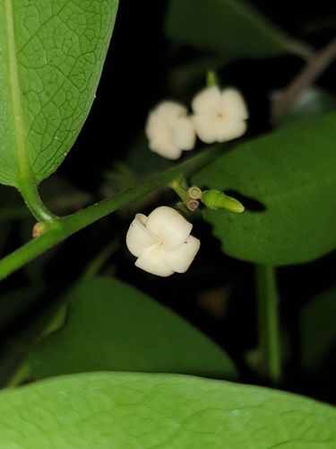 Image of Ceylon ebony by (c) Aravinth, some rights reserved (CC BY)