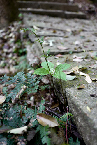 Chloranthus fortunei, photograph 5
