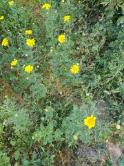 Glebionis coronaria