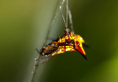Micrathena acuta