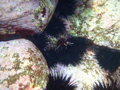 Phyllacanthus parvispinus