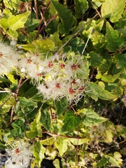 Clematis vitalba