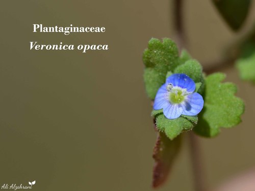 Grey Field-speedwell