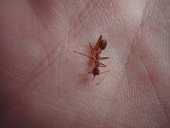 Oecophylla longinoda