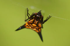Micrathena acuta