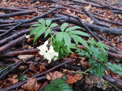 Cardamine kitaibelii
