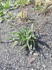 Echium vulgare