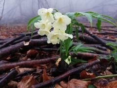 Cardamine kitaibelii