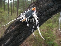 Cerogenes auricoma