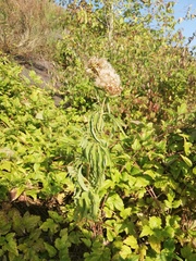 Eupatorium cannabinum