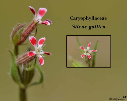 Small-flowered Catchfly