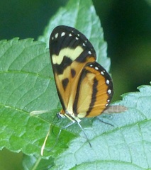 Hypothyris euclea laphria