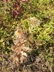 Carlina vulgaris