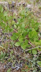 Searsia laevigata