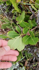 Searsia laevigata