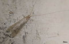 Aethaloptera sexpunctata