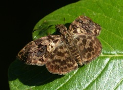 Gorgythion begga begga