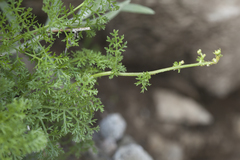 Tanacetopsis submarginata