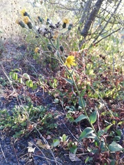Hieracium sabaudum