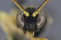 Colpotrochia trifasciata