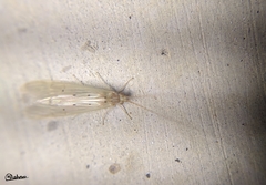 Aethaloptera sexpunctata