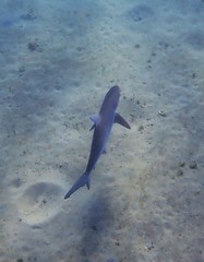 Carcharhinus obscurus