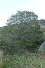 Rauvolfia sumatrana