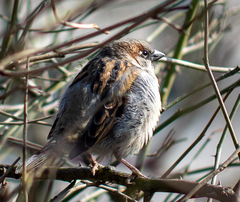 Passer domesticus