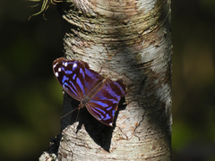 Myscelia ethusa ethusa