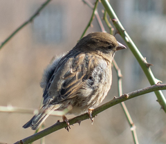 Passer domesticus