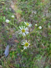 Erigeron vernus