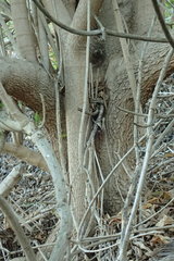 Rauvolfia sumatrana