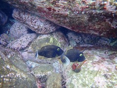 Eubalichthys bucephalus