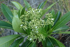 Rauvolfia sumatrana