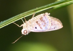 Polygonus leo pallida