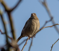 Passer domesticus