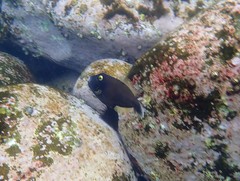 Eubalichthys bucephalus