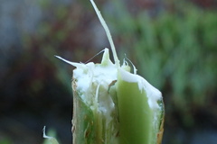 Rauvolfia sumatrana