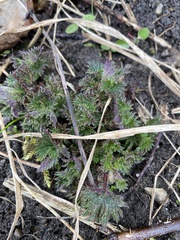 Urtica dioica dioica