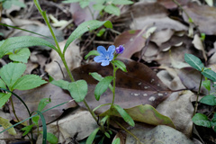 Aegonychon zollingeri