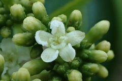 Rauvolfia sumatrana