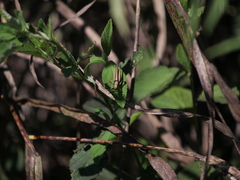 Amblytropidia australis