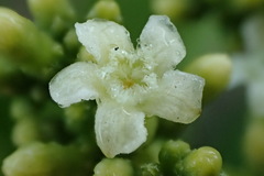 Rauvolfia sumatrana