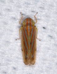 Deltanus texanus