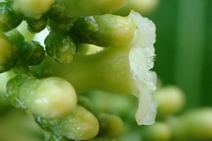 Rauvolfia sumatrana