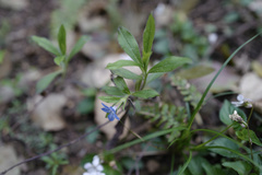 Aegonychon zollingeri