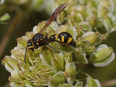 Eumenes coronatus