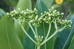 Rauvolfia sumatrana